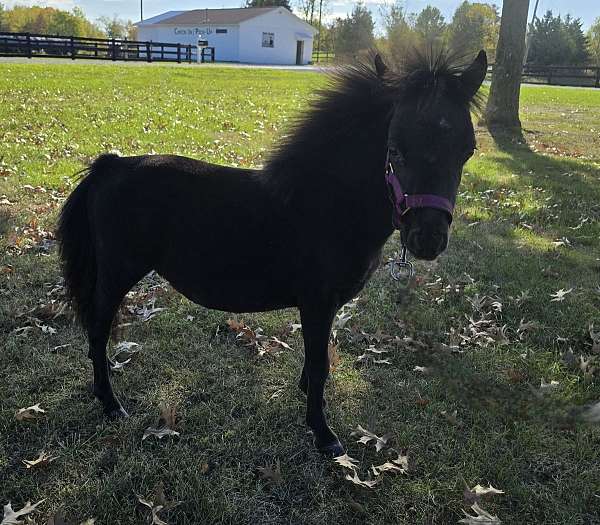 companion-therapy-gelding