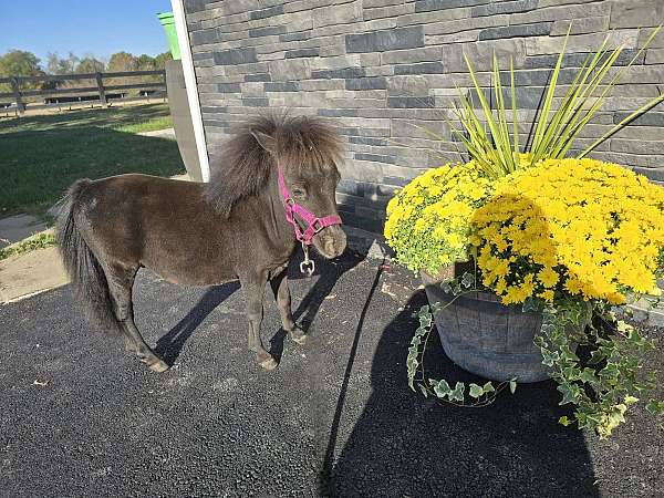 companion-therapy-horse