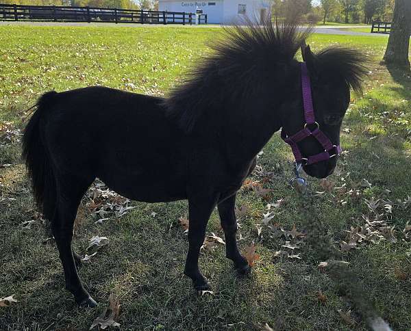 black-miniature-gelding