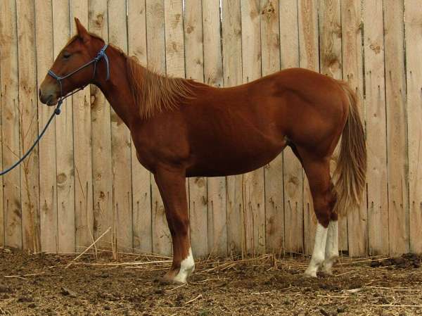 athletic-quarter-horse