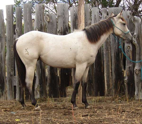 athletic-quarter-horse