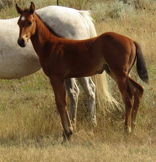 athletic-quarter-horse