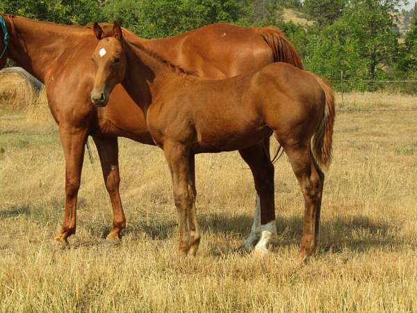 athletic-quarter-horse