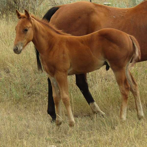 athletic-quarter-horse