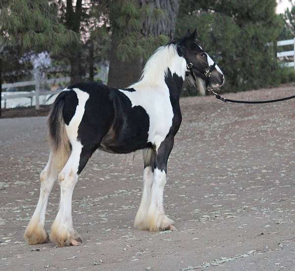 substantial-gypsy-vanner-horse