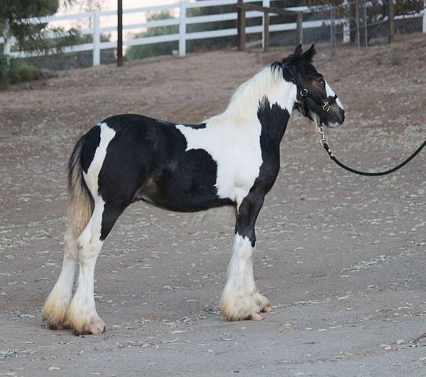 substantial-gypsy-vanner-horse