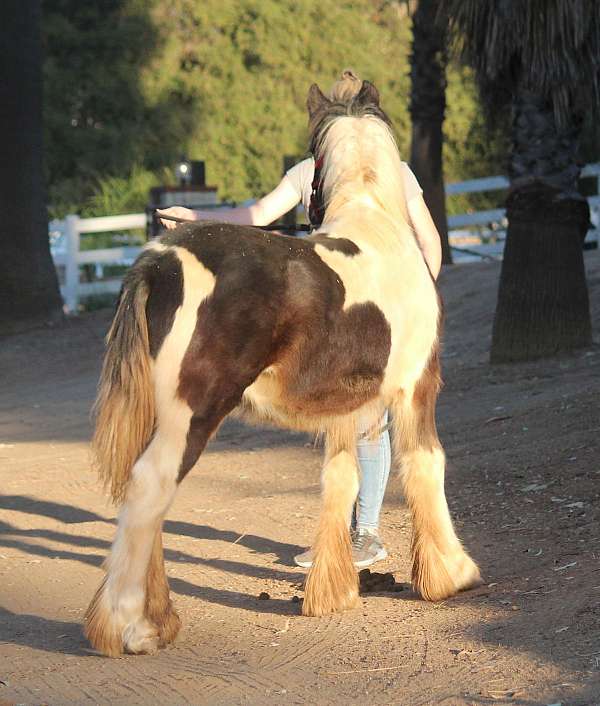 substantial-gypsy-vanner-horse