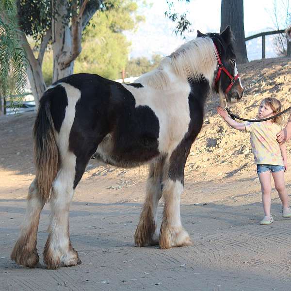 balanced-gypsy-vanner-horse