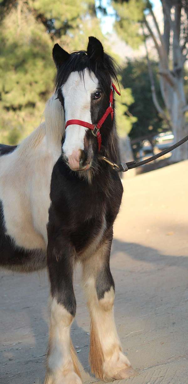 bath-gypsy-vanner-horse