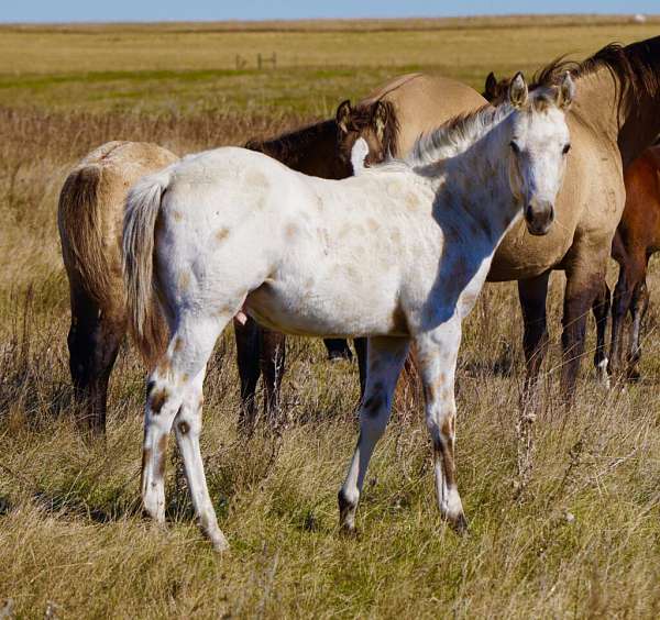 athletic-appaloosa-horse