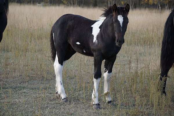 blue-eyed-cross-gypsy-vanner-percheron-horse