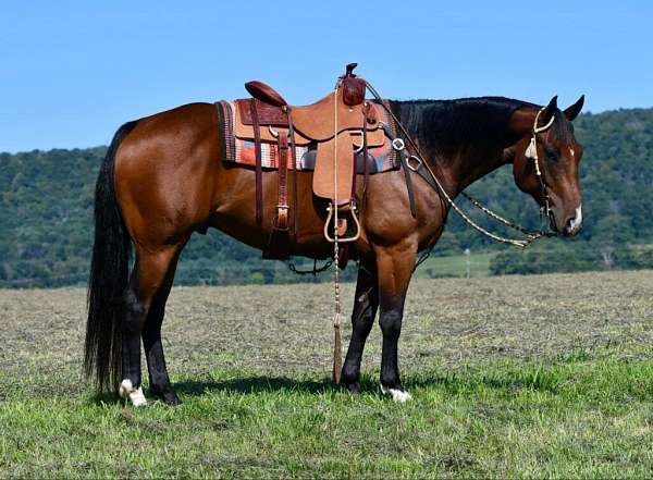 all-around-quarter-horse