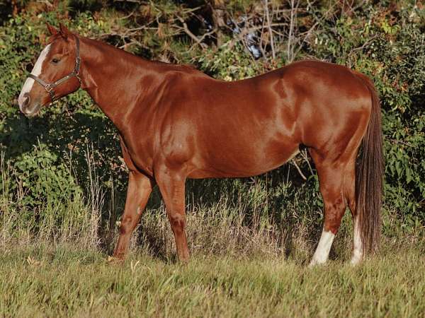 breeding-halter-quarter-horse