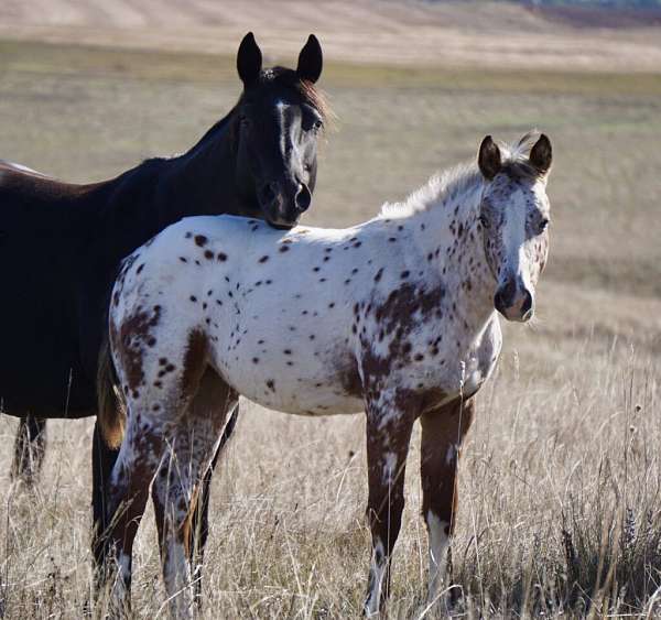 athletic-appaloosa-horse