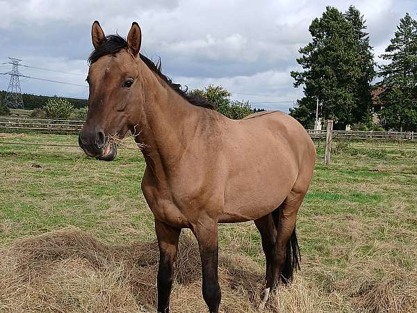 big-boy-oldenburg-horse