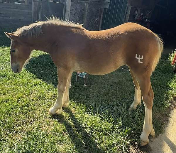 bay-back-stockings-horse