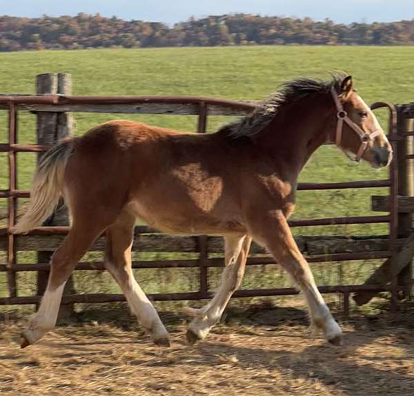 bay-back-stockings-horse