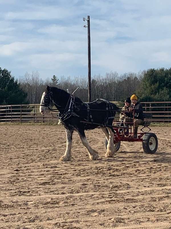 all-around-clydesdale-horse