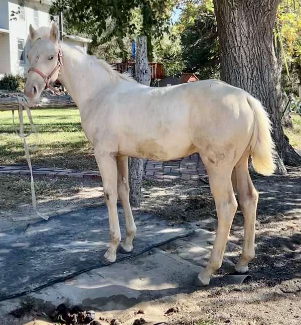 cow-horse-quarter