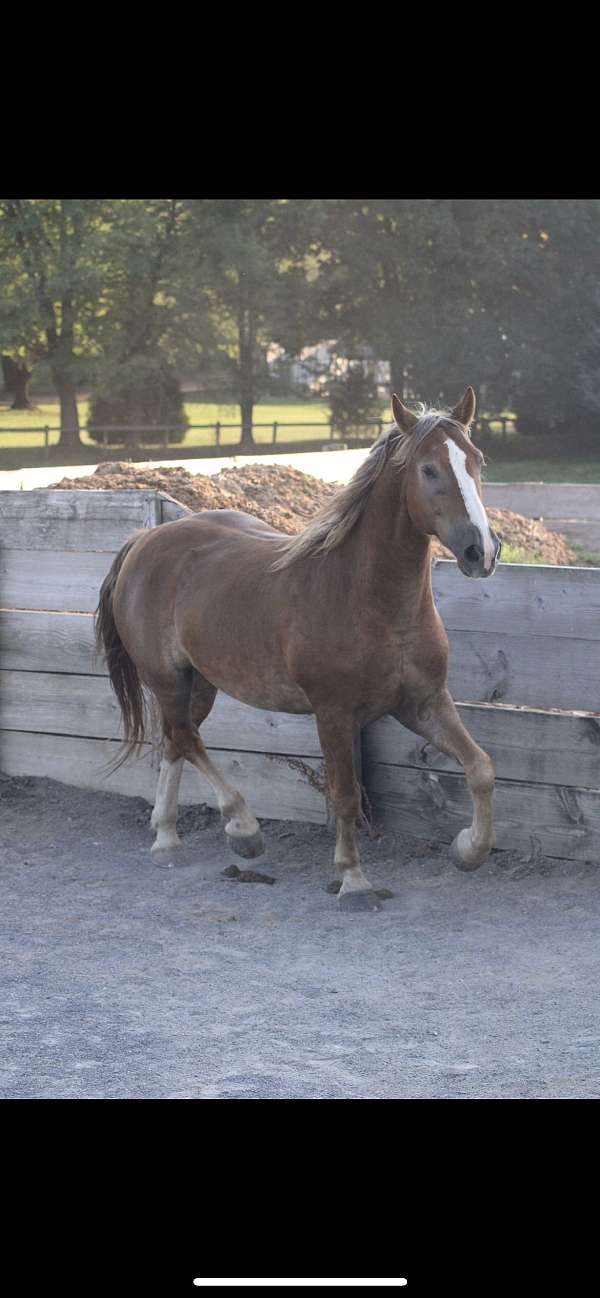 athletic-belgian-horse