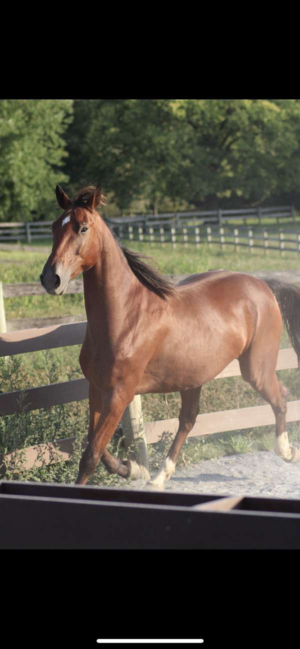 athletic-dutch-warmblood-horse