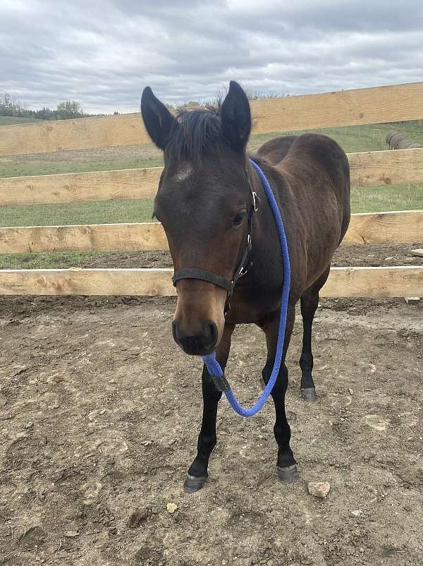 grey-white-aqha-horse