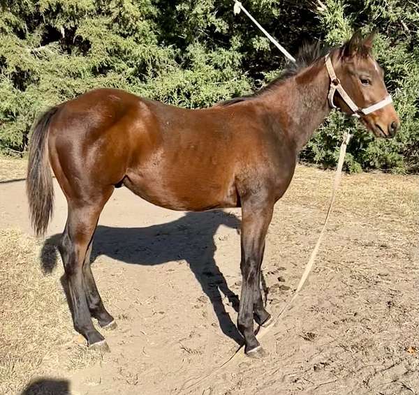 cow-bred-quarter-horse