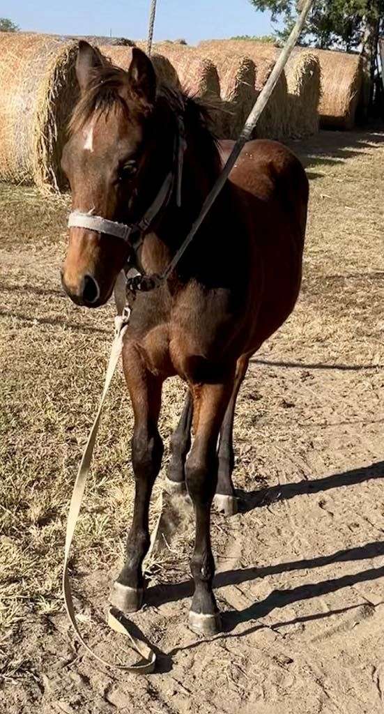 reining-quarter-horse