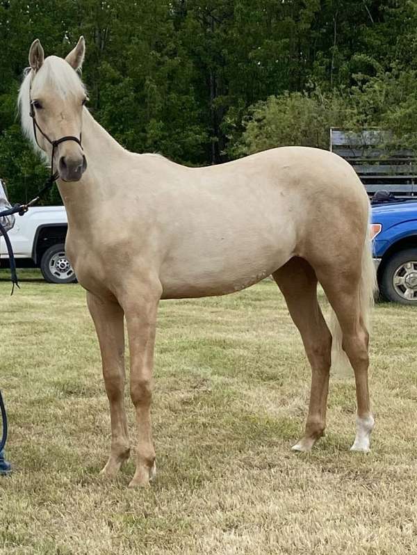 appaloosa-morgan-filly