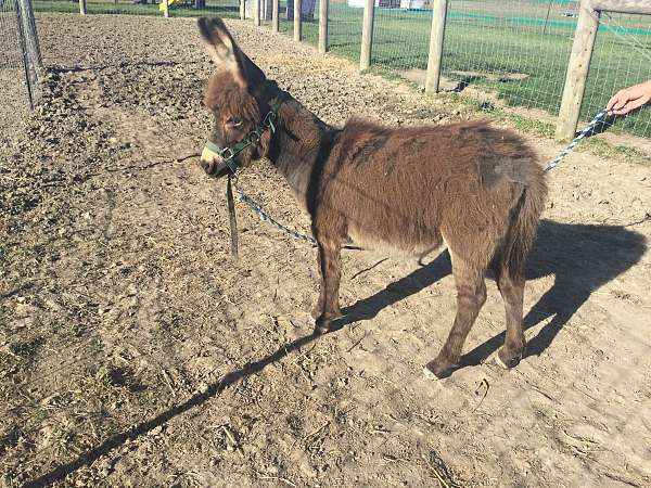 christmas-donkey