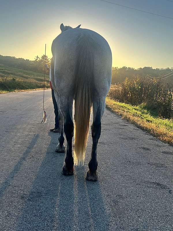 drive-iberian-horse