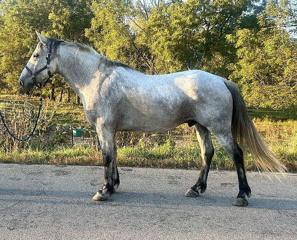 friesian-iberian-horse