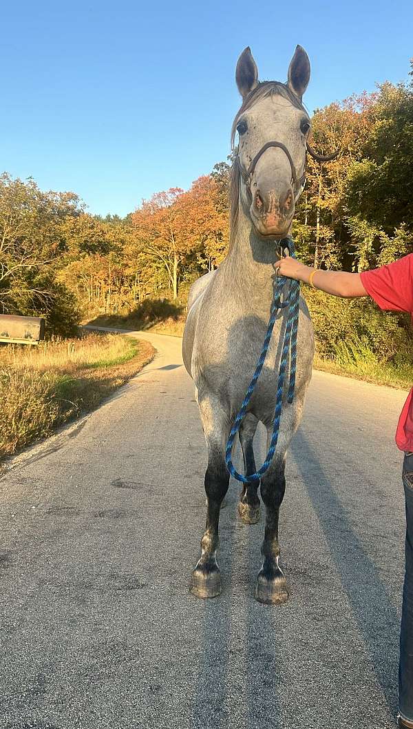 companion-iberian-horse