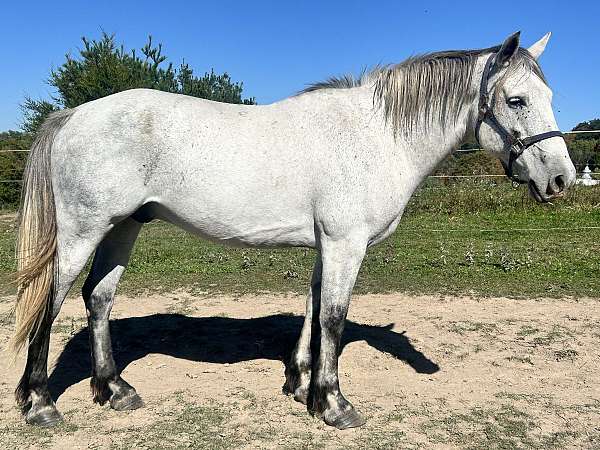 pack-iberian-horse