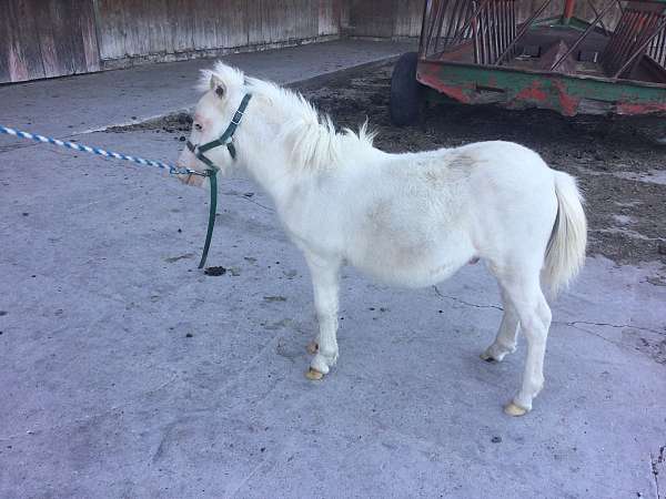 casper-miniature-horse