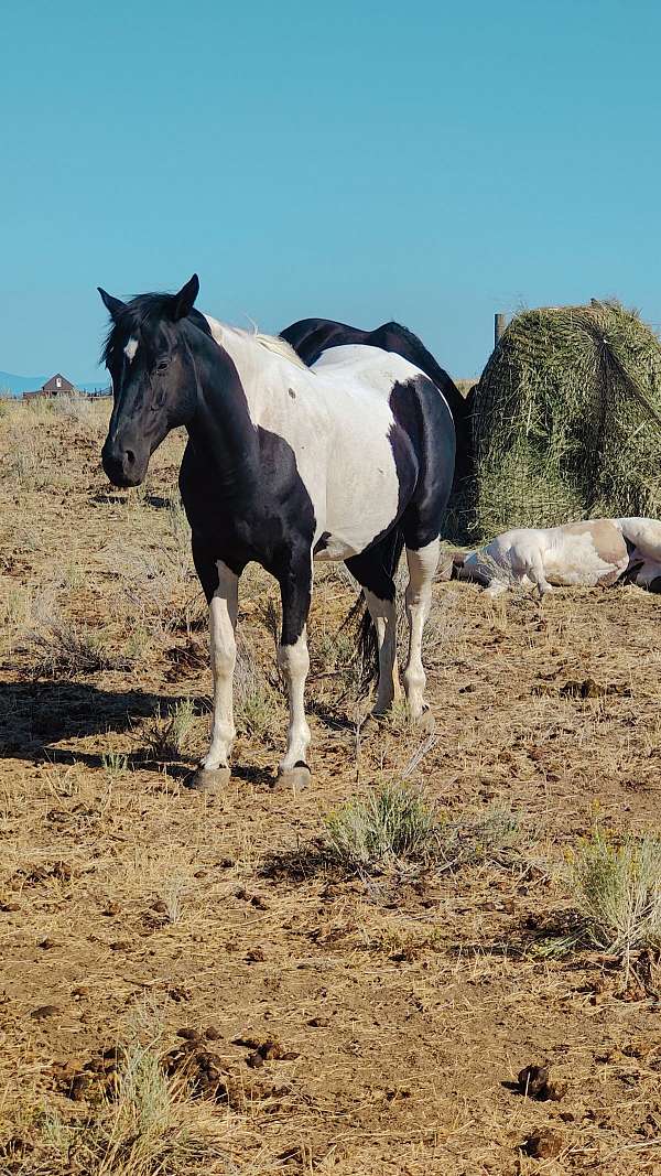 black-tobiano-apha-ptha-mare