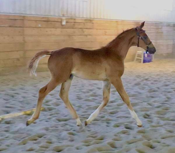 dressage-hanoverian-oldenburg-horse