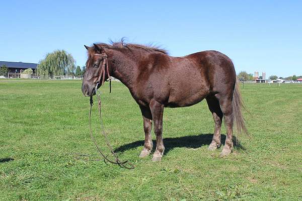 chocolate-team-driving-pony