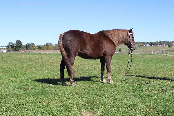 all-around-pony