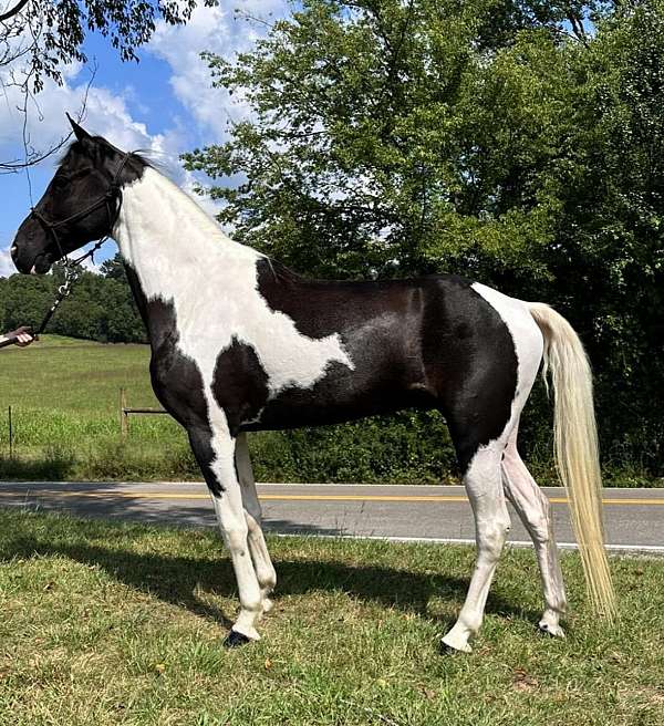 all-tennessee-walking-horse