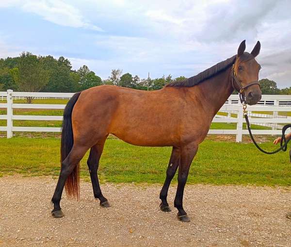 beautiful-mover-warmblood-horse