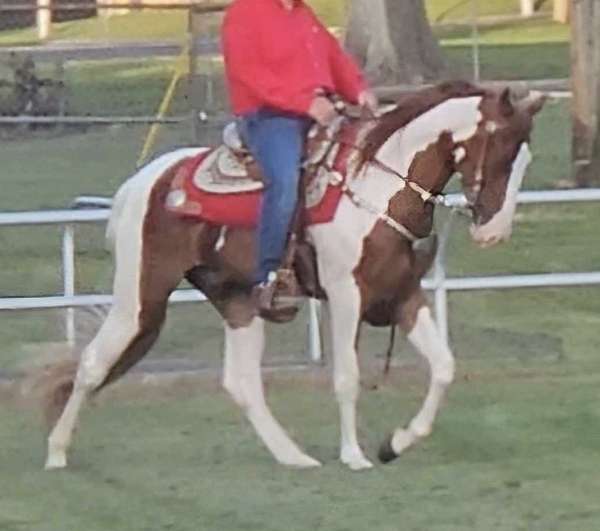 tennessee-walking-horse-for-sale