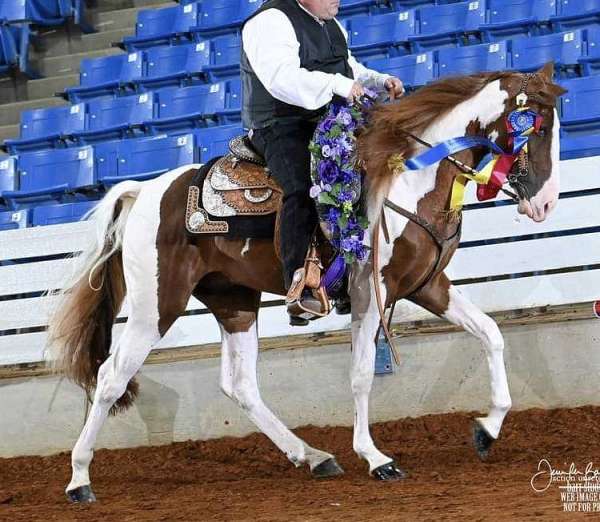 tennessee-walking-horse