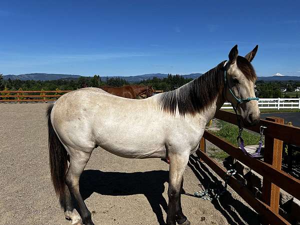 buckskin-roan-gelding-for-sale