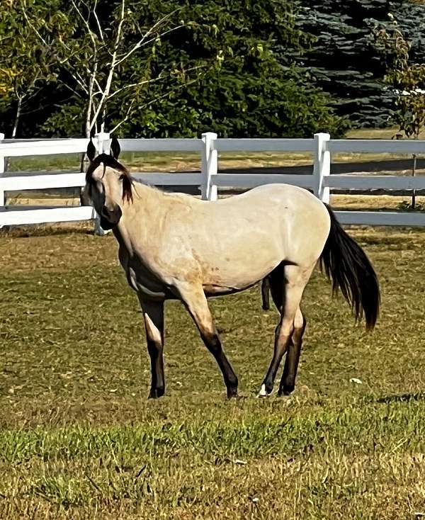 diamond-in-the-rough-tennessee-walking-horse