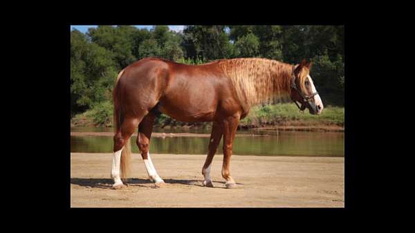 sorrel-tall-white-socks-horse