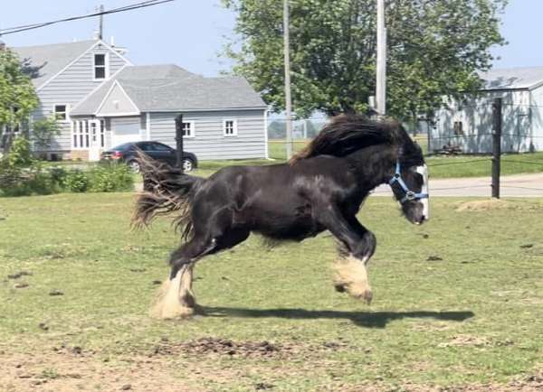 terms-gypsy-vanner-horse