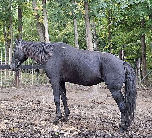 bargain-tennessee-walking-pony