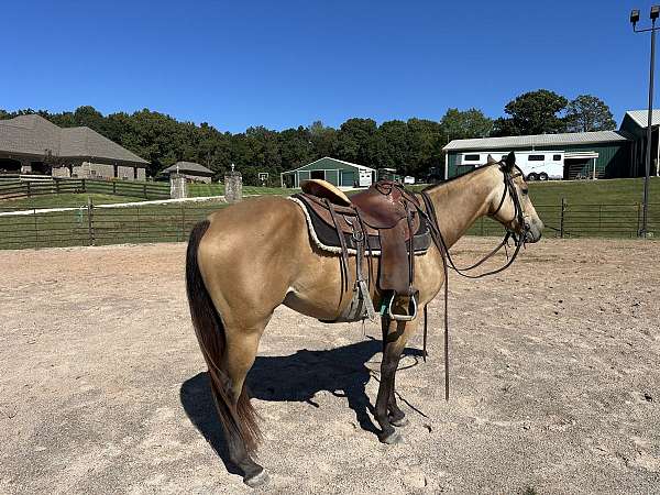 quarter-horse-gelding