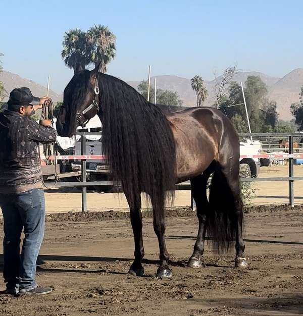 bay-andalusian-stallion